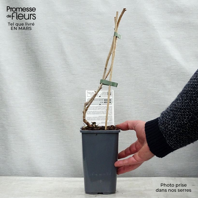 Exemplar von Himbeere Marastar Bio Topf mit 1,5L/2L, Strauch/Busch, mehrstämmig wie im Frühjahr geliefert