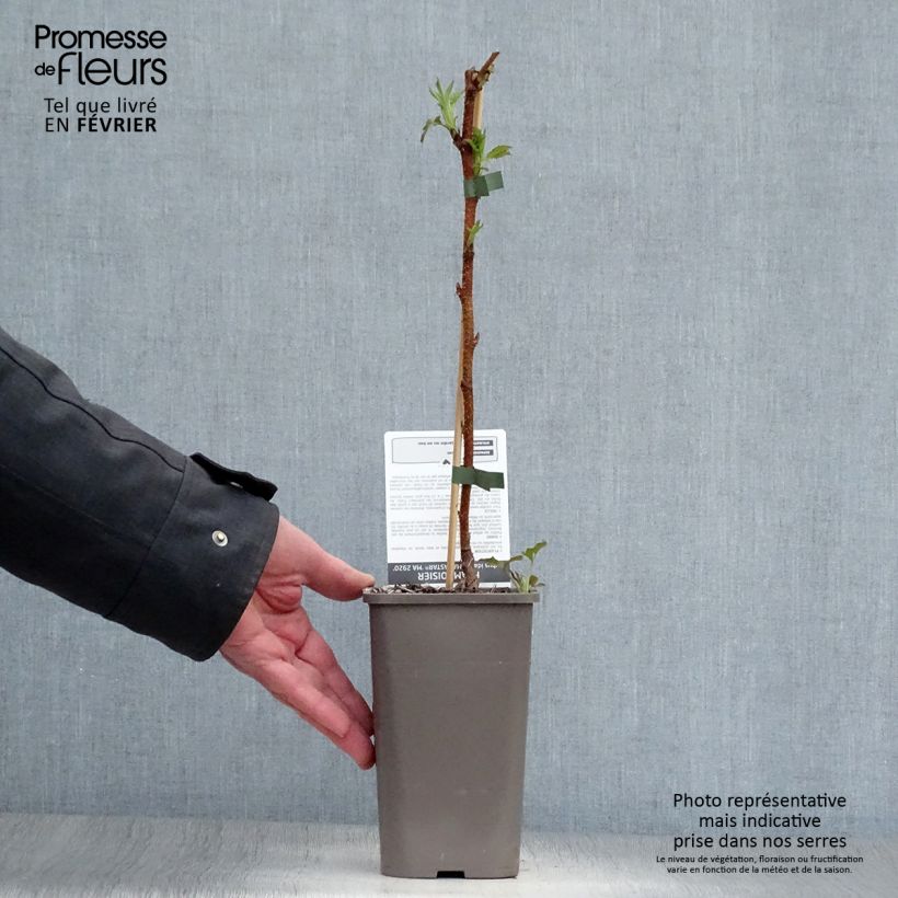 Exemplar von Himbeere Marastar Topf mit 1,5L/2L, Strauch/Busch, mehrstämmig wie im Winter geliefert