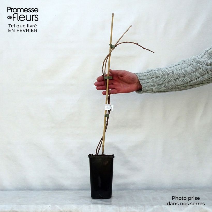 Exemplar von Himbeere Meker Topf mit 1,5L/2L wie im Winter geliefert