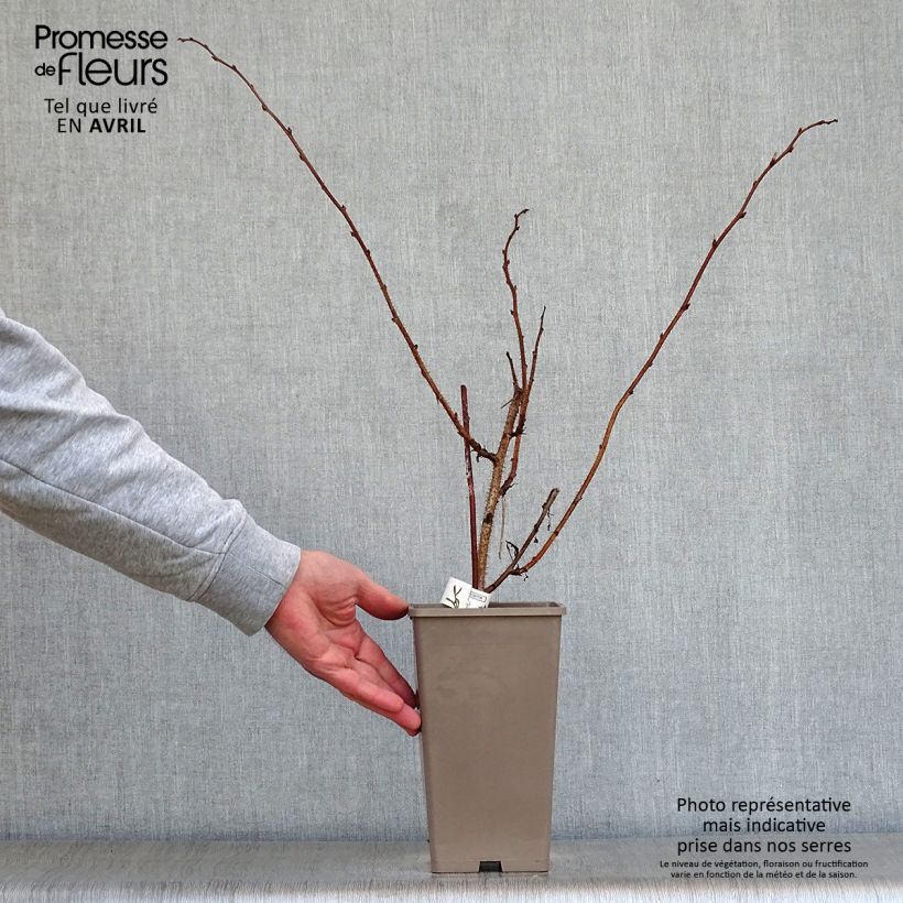 Exemplar von Himbeere Meker Topf mit 1,5L/2L wie im Frühjahr geliefert