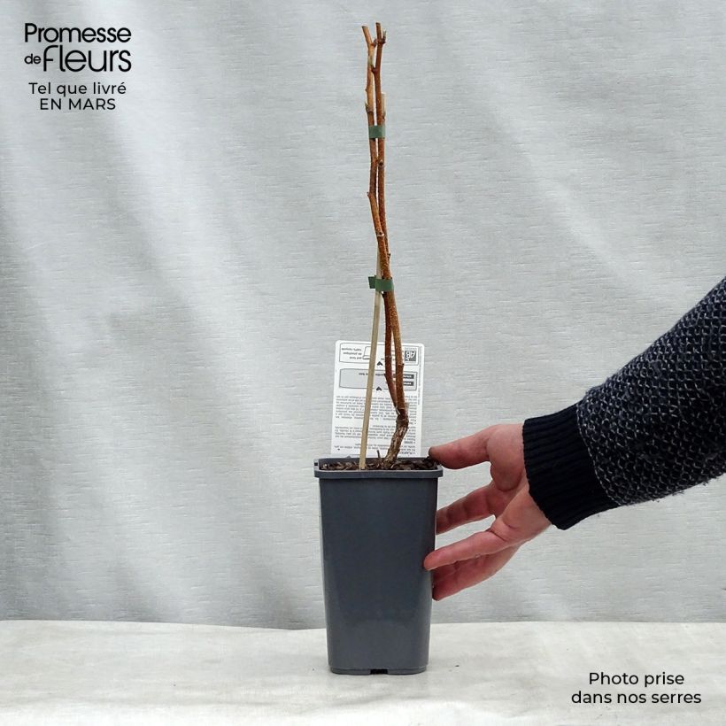 Exemplar von Himbeere Paris Bio Topf mit 1,5L/2L, Strauch/Busch, mehrstämmig wie im Winter geliefert