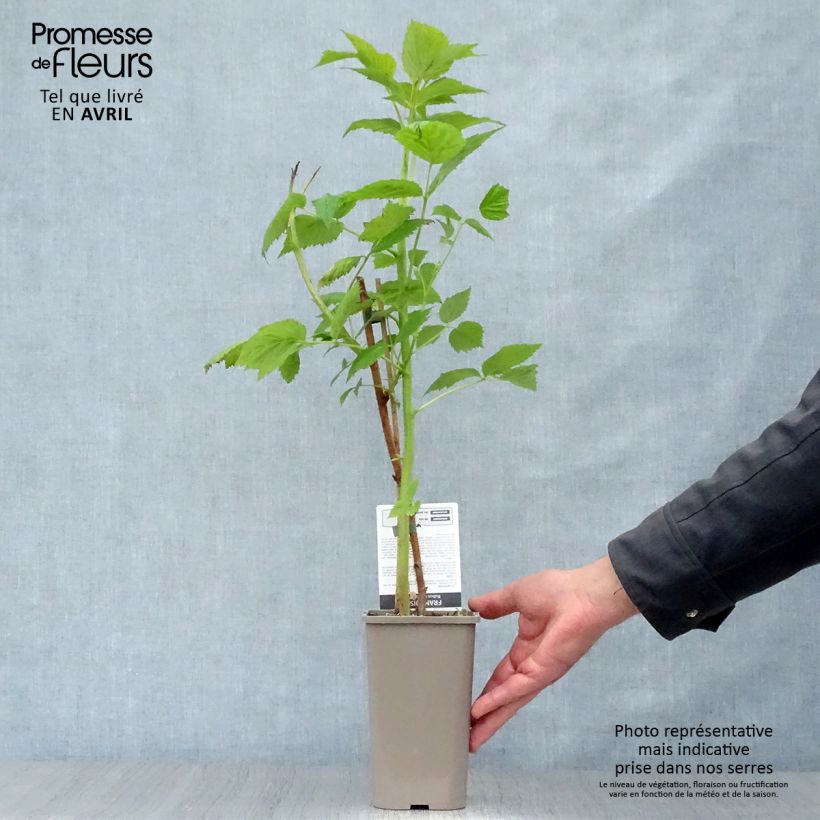 Exemplar von Himbeere Paris Topf mit 1L/1,5L, Strauch/Busch, mehrstämmig wie im Frühjahr geliefert