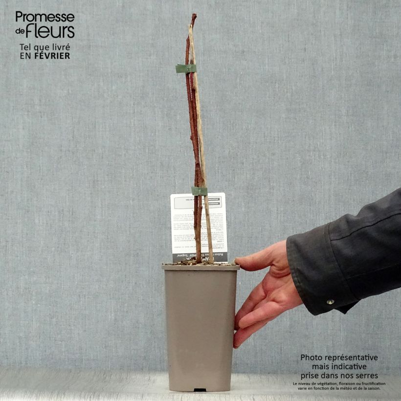 Exemplar von Himbeere Twotimer Sugana Red Topf mit 1,5L/2L, Strauch/Busch, mehrstämmig wie im Winter geliefert