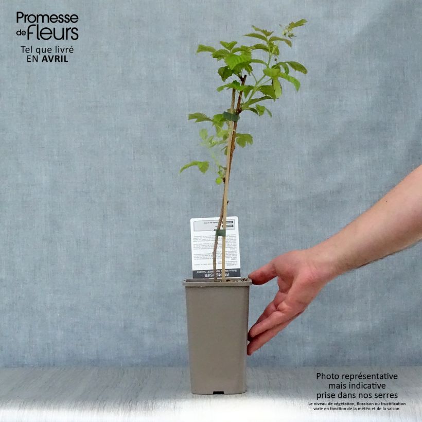 Exemplar von Himbeere Twotimer Sugana Red Topf mit 1,5L/2L, Strauch/Busch, mehrstämmig wie im Frühjahr geliefert