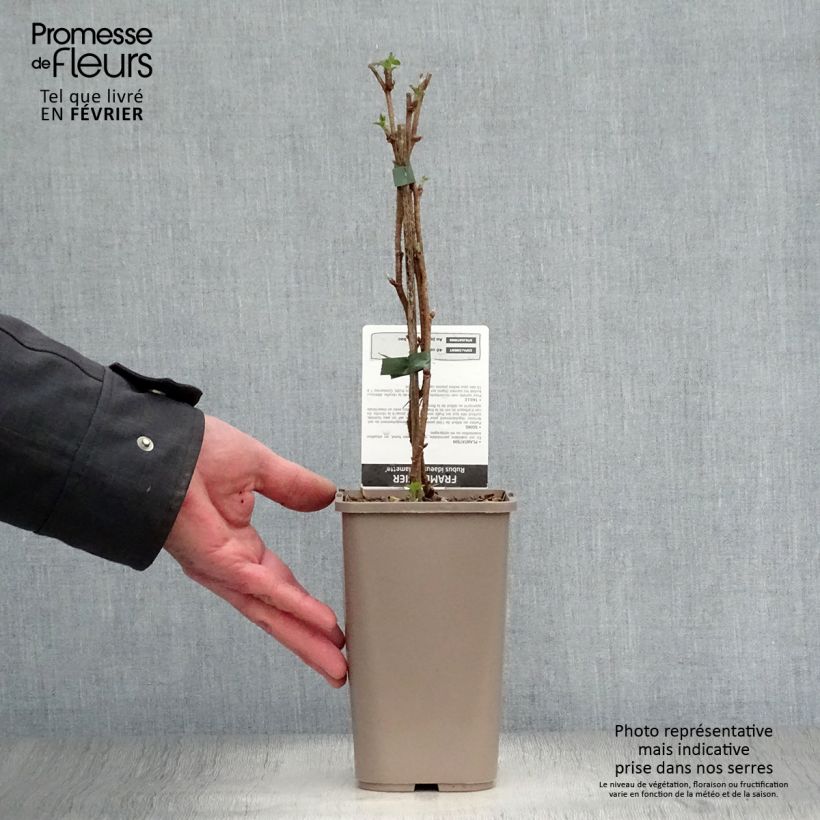 Exemplar von Himbeere Willamette Topf mit 1,5L/2L, Strauch wie im Winter geliefert