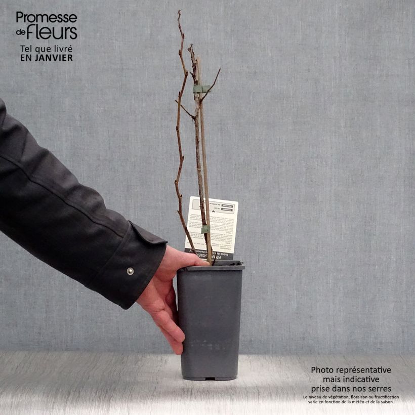 Exemplar von Himbeere Zefa Herbsternte Topf mit 1,5L/2L, Strauch/Busch, mehrstämmig wie im Winter geliefert