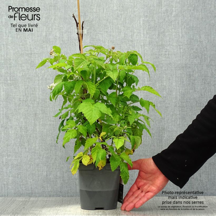 Exemplar von Himbeere Autumn Belle Topf mit 2L/3L wie im Frühjahr geliefert