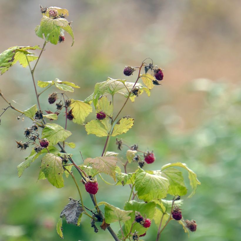 Himbeere Autumn Belle (Hafen)