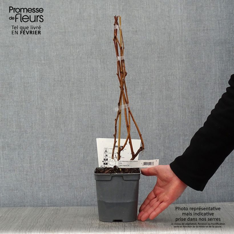 Exemplar von Himbeere Bella Aromatica Topf mit 2L/3L wie im Winter geliefert