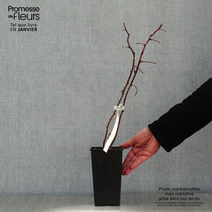 Exemplar von Himbeere Scepter Topf mit 1L/1,5L wie im Winter geliefert