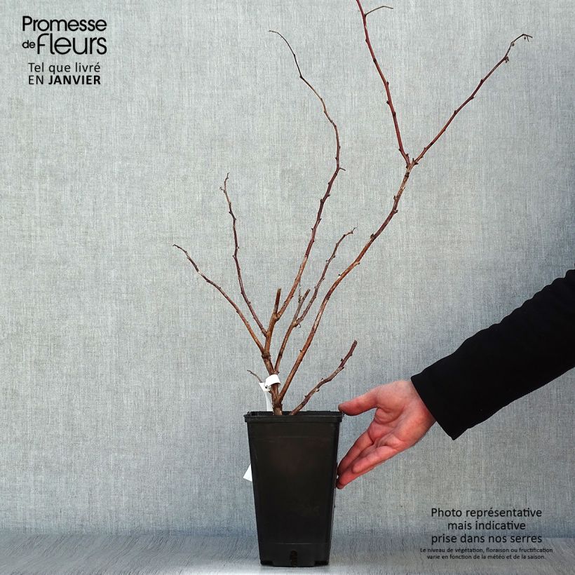 Exemplar von Himbeere September Topf mit 2L/3L, Strauch/Busch, mehrstämmig wie im Winter geliefert