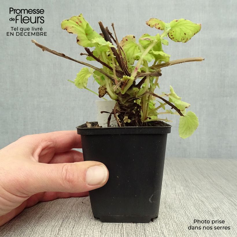 Exemplar von Francoa sonchifolia - Brautkranz Kleine Töpfe von 8/9 cm wie im Winter geliefert