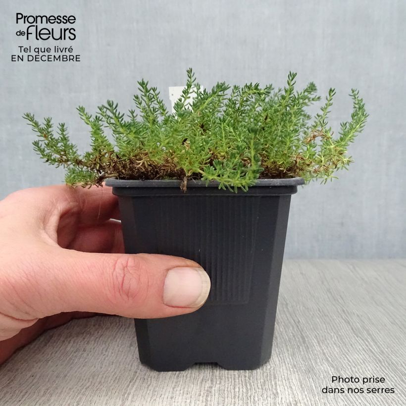 Exemplar von Frankenia laevis - Glatte Seeheide Kleine Töpfe von 8/9 cm wie im Winter geliefert