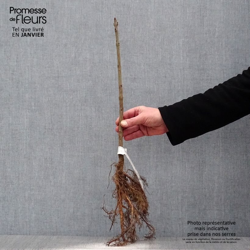 Exemplar von Gemeine Esche - Fraxinus excelsior Wurzelnackt wie im Winter geliefert