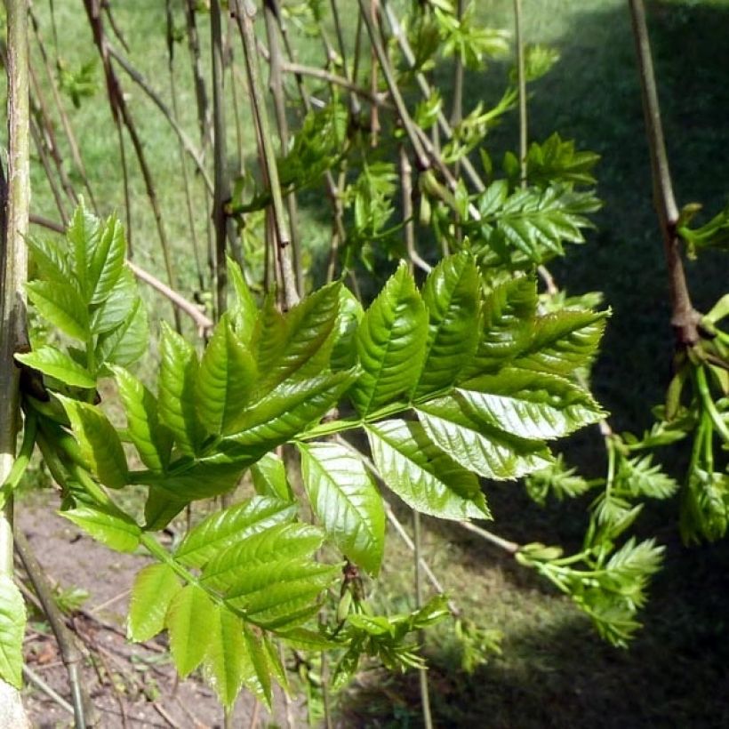 Gemeine Esche Pendula - Fraxinus excelsior (Laub)