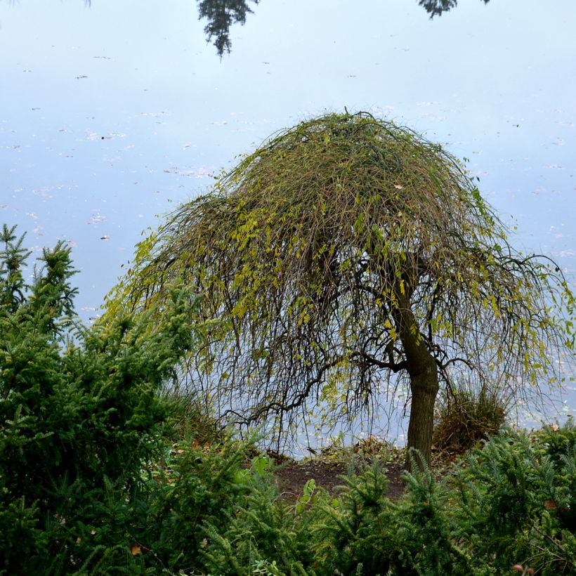 Gemeine Esche Pendula - Fraxinus excelsior (Hafen)