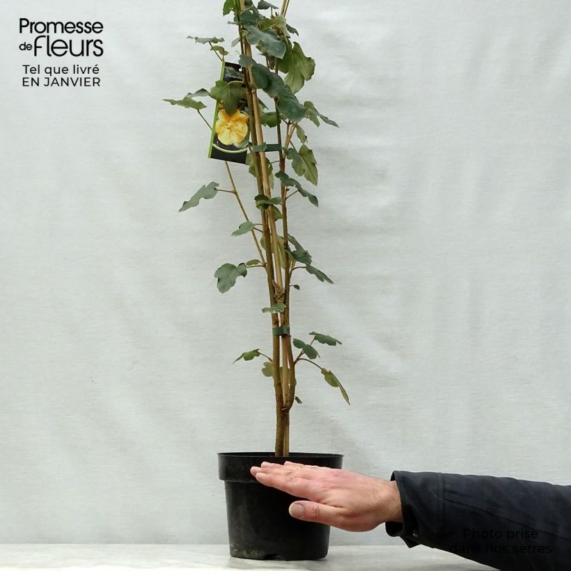 Exemplar von Fremontodendron californicum - Kalifornischer Flanellstrauch Topf mit 2L/3L wie im Winter geliefert