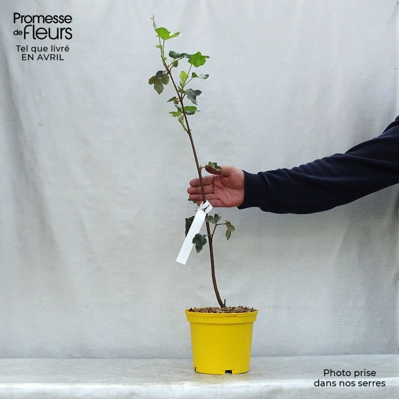 Exemplar von Fremontodendron californicum - Kalifornischer Flanellstrauch Topf mit 2L/3L wie im Frühjahr geliefert