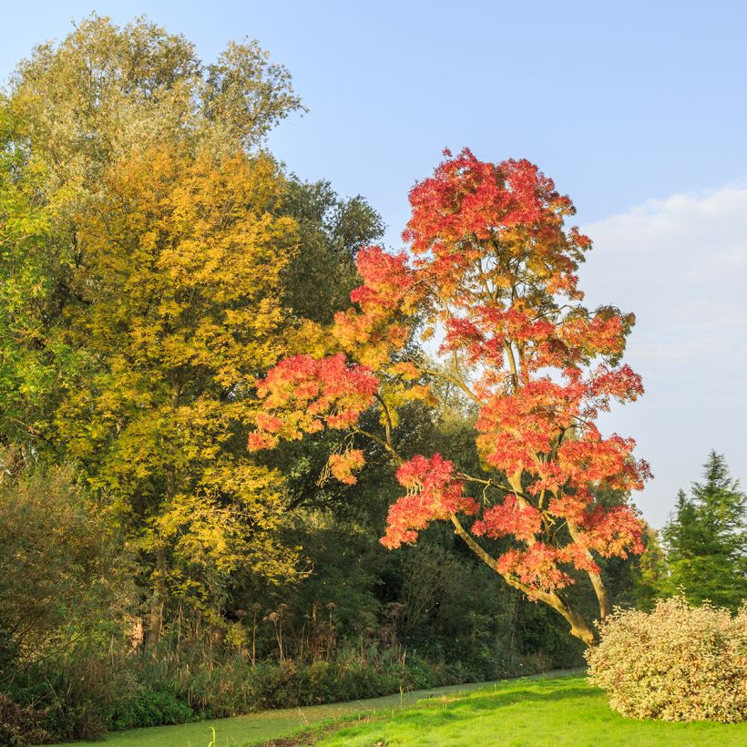 Schmalblättrige Esche Raywood - Fraxinus angustifolia (Hafen)