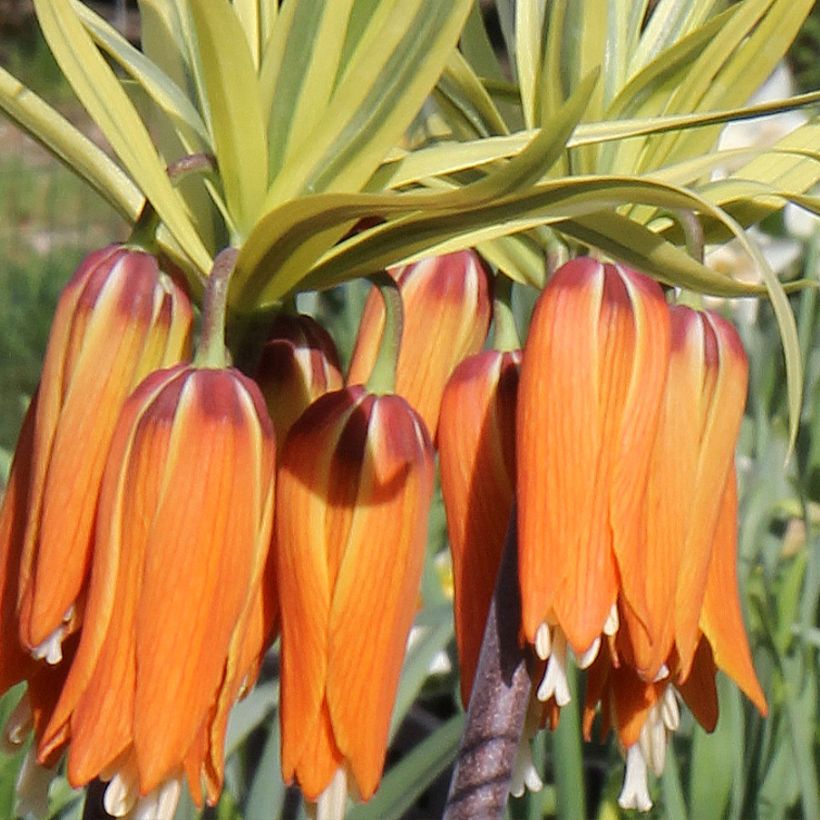 Kaiserkrone Argentea Variegata - Fritillaria imperialis (Blüte)