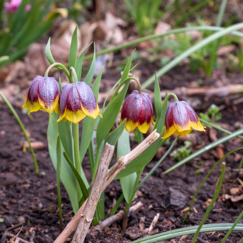 Fritillaria michailovskyi (Hafen)