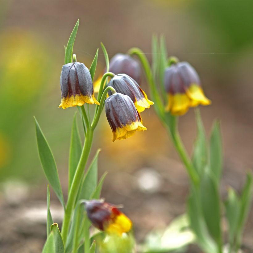 Fritillaria uva-vulpis - Fuchstrauben-Fritillarie (Hafen)