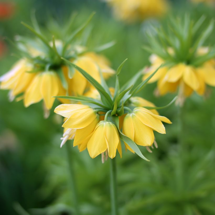 Kaiserkrone Lutea - Fritillaria imperialis (Blüte)