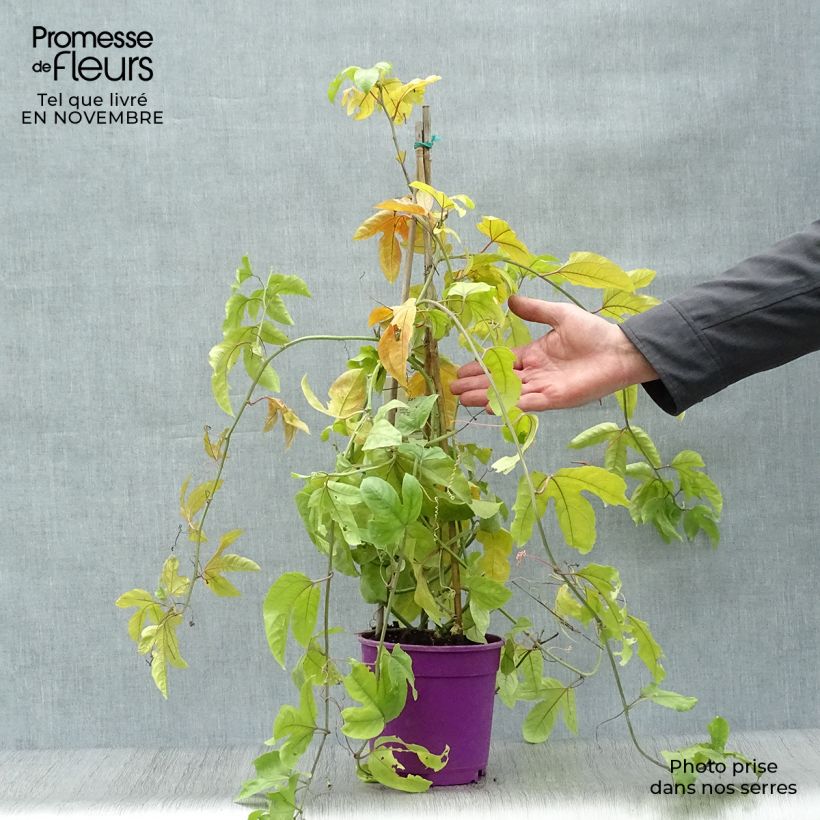 Exemplar von Maracuja - Passiflora edulis Topf mit 1,5L/2L wie im Herbst geliefert