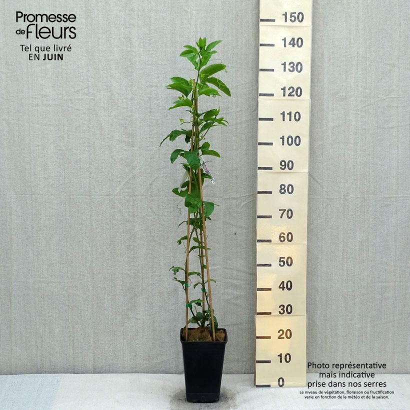 Exemplar von Maracuja - Passiflora edulis Topf mit 3L/4L wie im Frühjahr geliefert