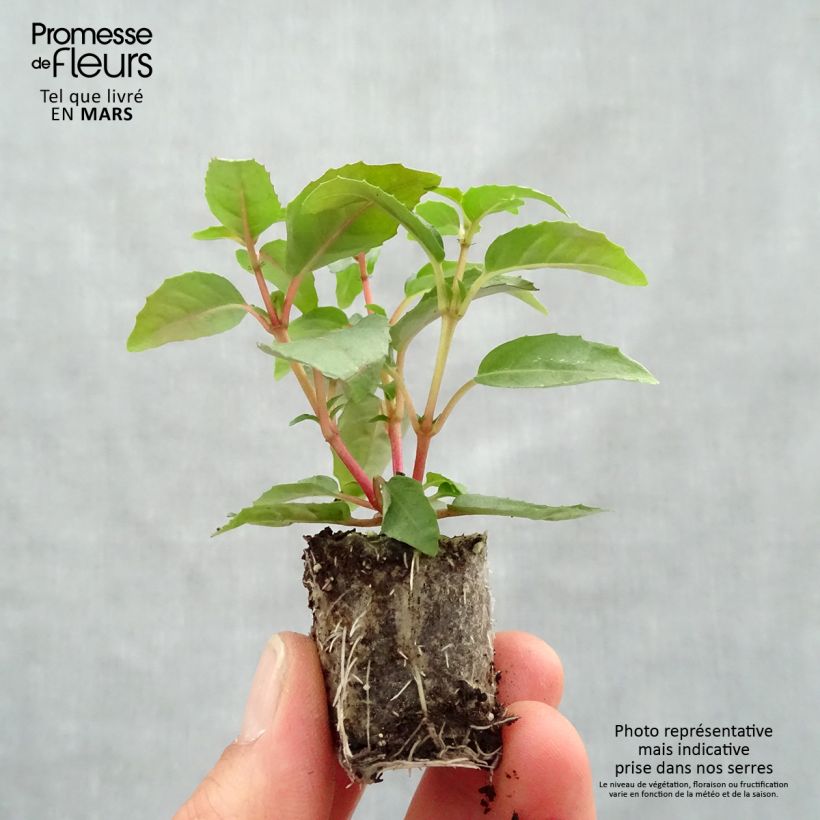 Exemplar von Fuchsia Bella Sacha Mini-Plug Ø 3/4 cm wie im Frühjahr geliefert