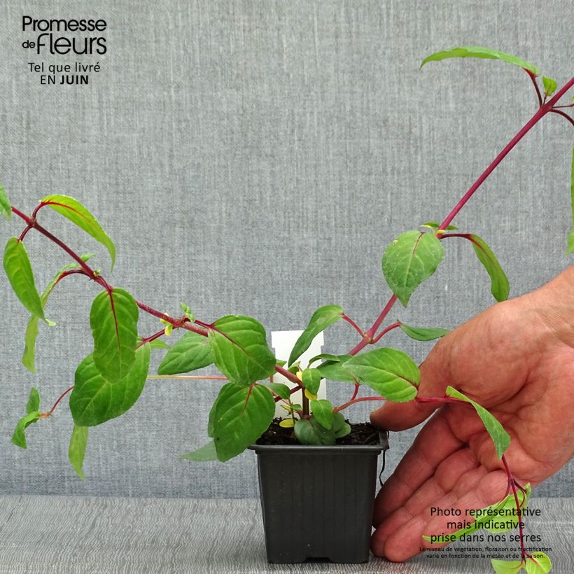 Exemplar von Fuchsia Chantilly Kleine Töpfe von 8/9 cm wie im Frühjahr geliefert