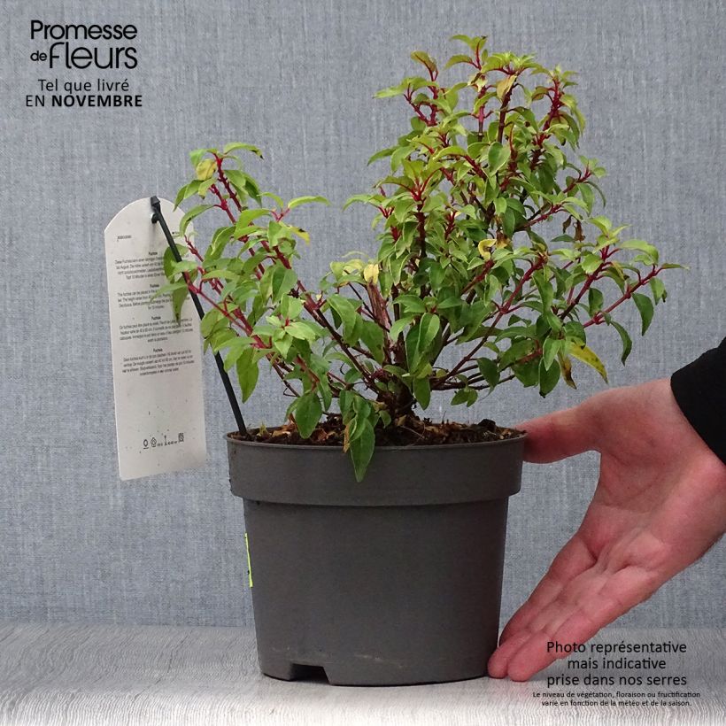 Exemplar von Fuchsia magellanica Genii - Scharlach-Fuchsie Topf mit 2L/3L wie im Herbst geliefert
