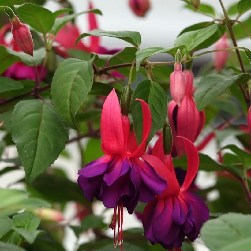 Fuchsia Voodoo (Blüte)