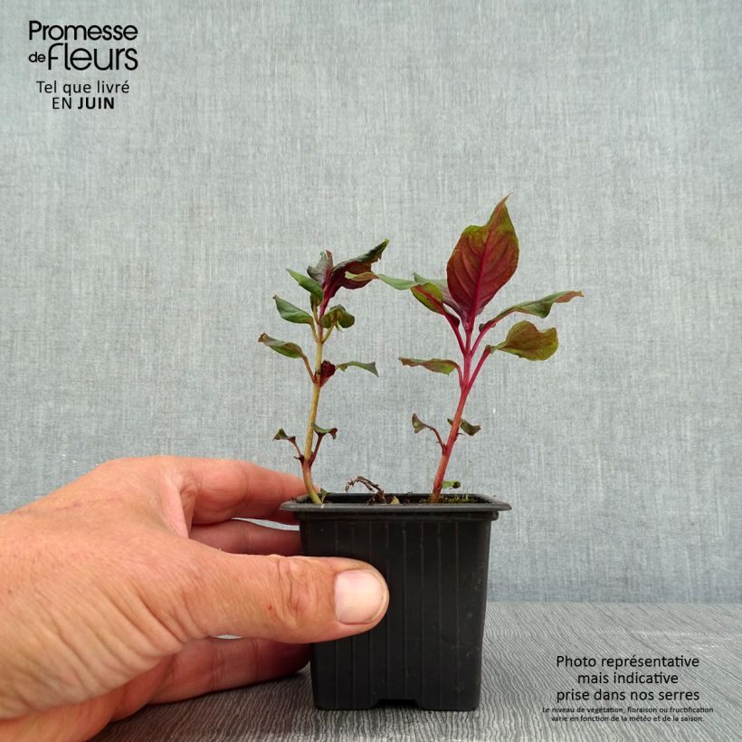 Exemplar von Fuchsia triphylla Thalia Kleine Töpfe von 8/9 cm wie im Frühjahr geliefert