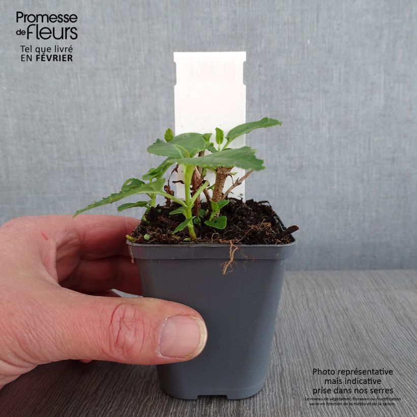 Exemplar von Kapfuchsie Yellow Trumpet - Phygelius aequalis Kleine Töpfe von 8/9 cm wie im Winter geliefert