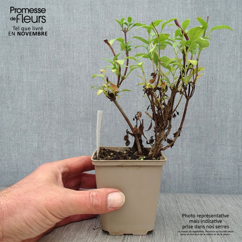 Exemplar von Kapfuchsie African Queen - Phygelius rectus Kleine Töpfe von 8/9 cm wie im Herbst geliefert