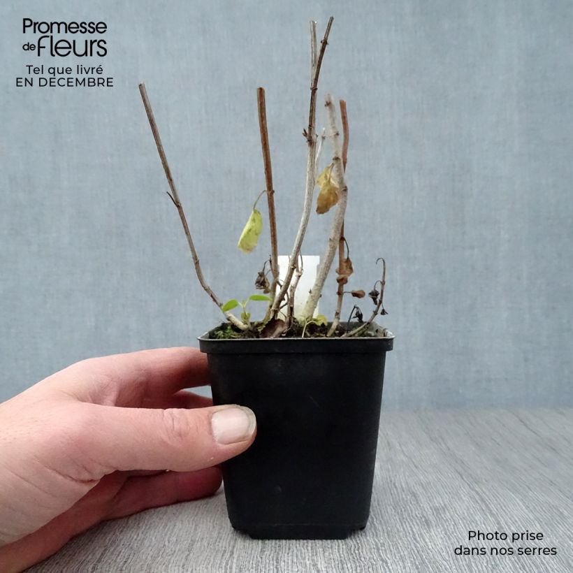 Exemplar von Kapfuchsie African Queen - Phygelius rectus Kleine Töpfe von 8/9 cm wie im Winter geliefert