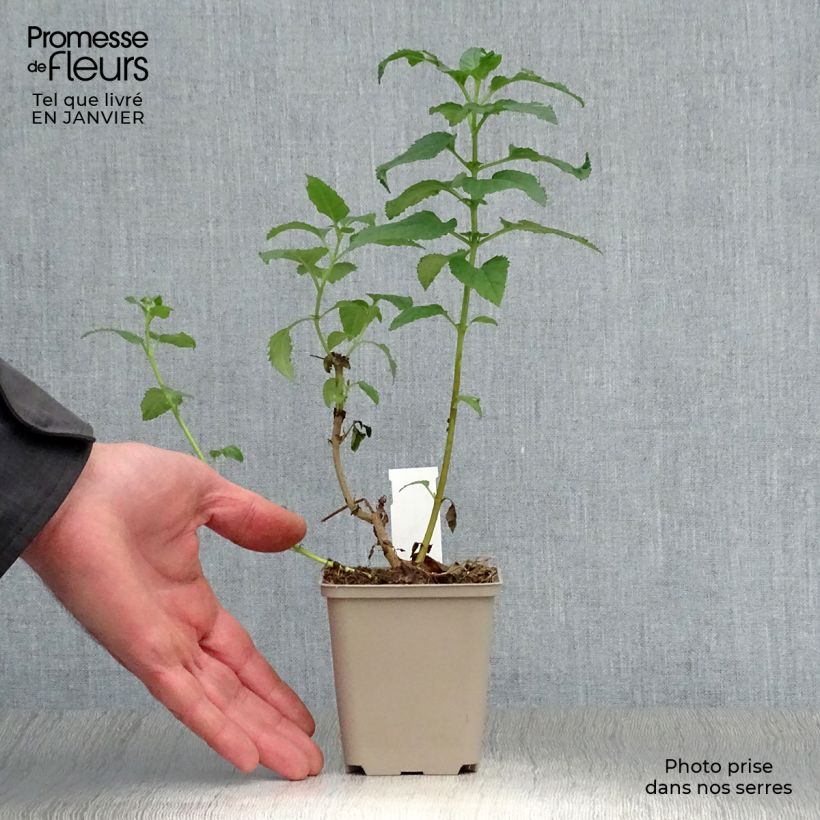 Exemplar von Kapfuchsie Moonraker - Phygelius rectus Kleine Töpfe von 8/9 cm wie im Winter geliefert