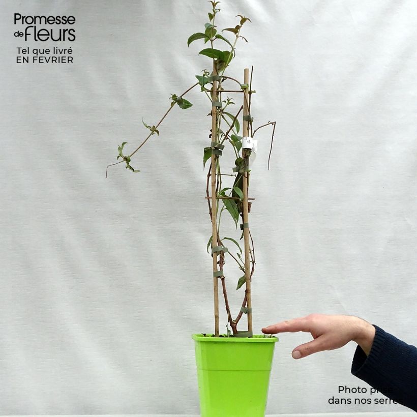 Exemplar von Fuchsia Lady Boothby Topf mit 3L/4L wie im Winter geliefert