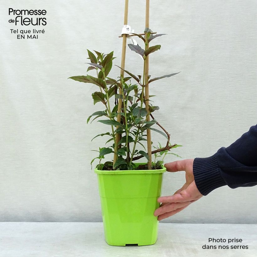 Exemplar von Fuchsia Lady Boothby Topf mit 3L/4L wie im Frühjahr geliefert