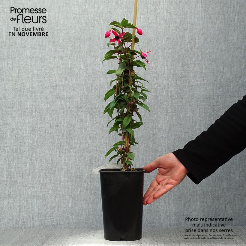Exemplar von Fuchsia Lady Boothby Topf mit 3L/4L wie im Herbst geliefert