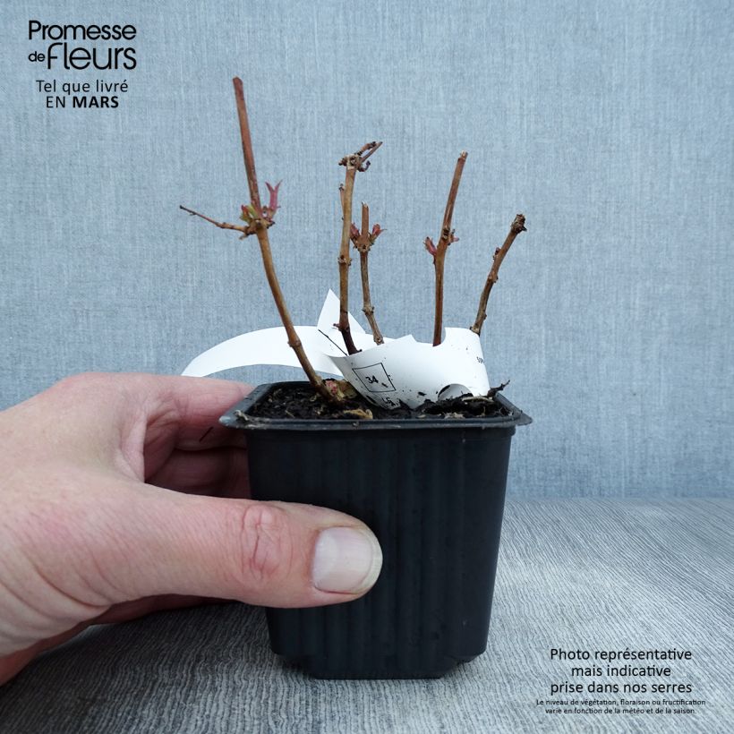 Exemplar von Fuchsia magellanica - Scharlach-Fuchsie Kleine Töpfe von 8/9 cm wie im Frühjahr geliefert