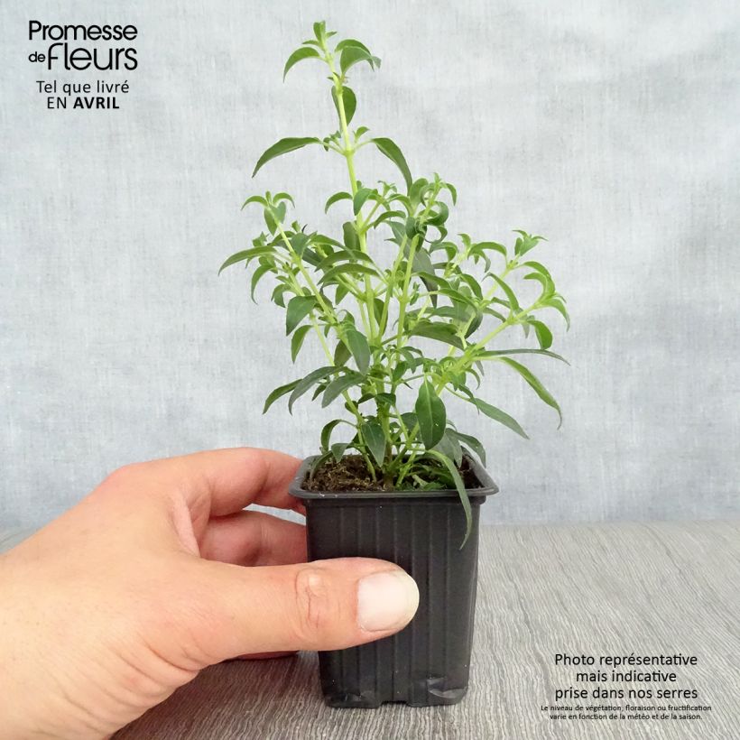 Exemplar von Fuchsia magellanica Hawkshead - Scharlach-Fuchsie Kleine Töpfe von 7/8 cm wie im Frühjahr geliefert