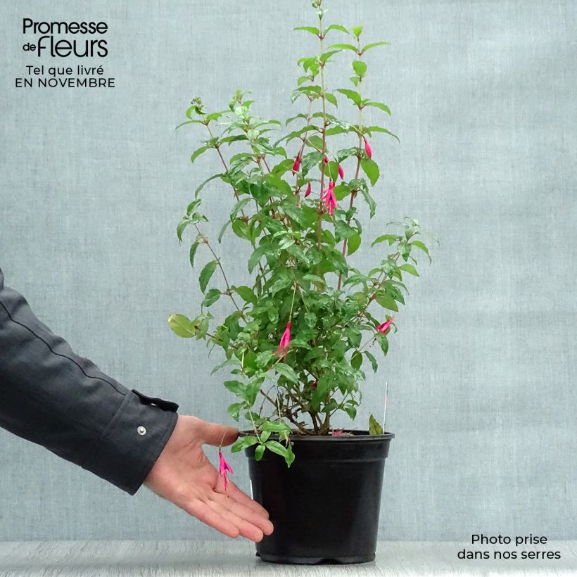 Exemplar von Fuchsia magellanica Riccartonii - Scharlach-Fuchsie Topf mit 2L/3L wie im Herbst geliefert