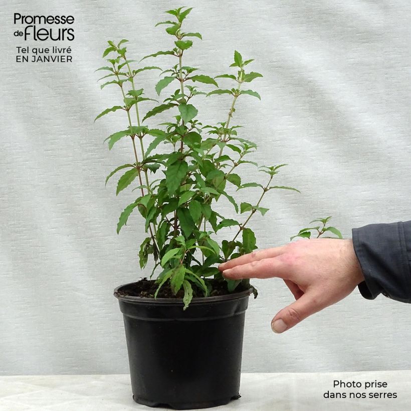 Exemplar von Fuchsia magellanica Riccartonii - Scharlach-Fuchsie Topf mit 2L/3L wie im Winter geliefert