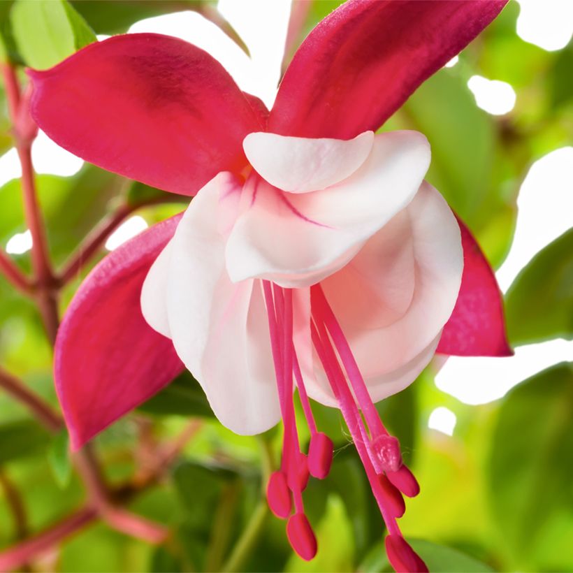 Fuchsia Snow Cap (Blüte)