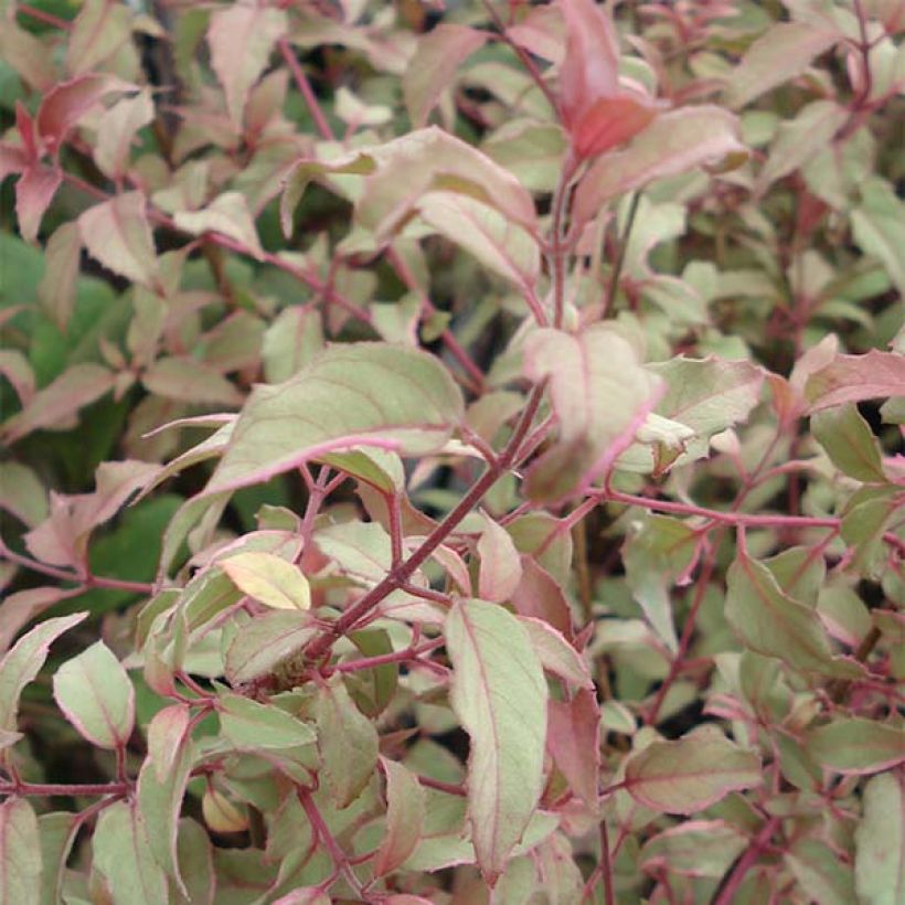 Fuchsia magellanica Versicolor - Scharlach-Fuchsie (Laub)