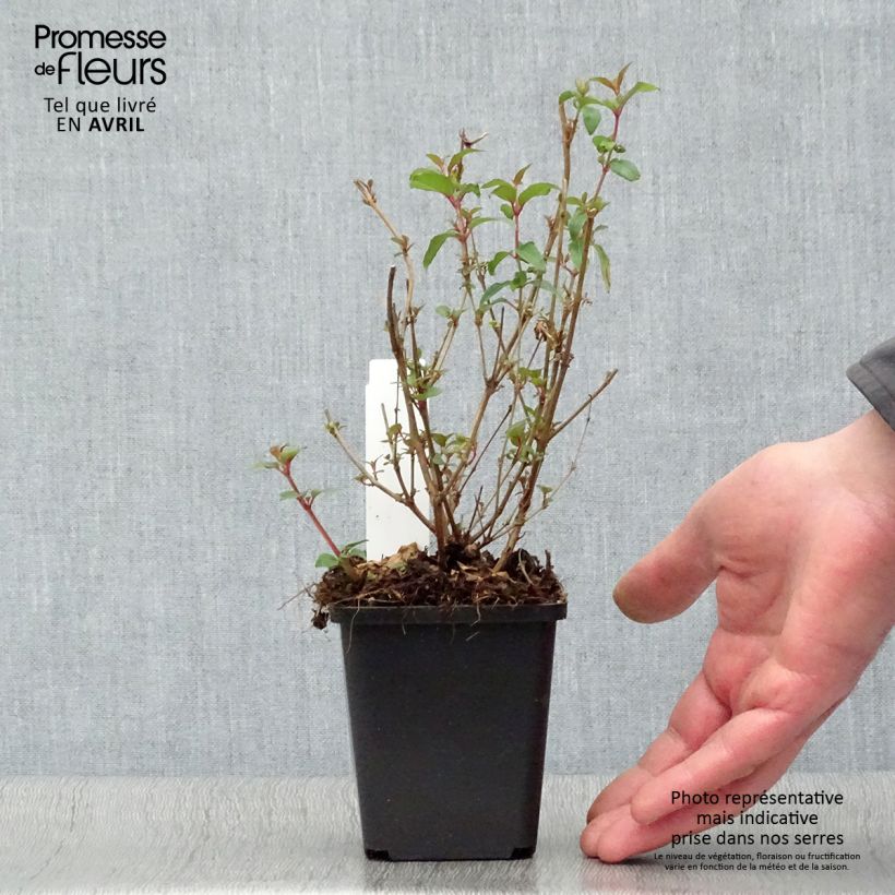 Exemplar von Fuchsia magellanica var. gracilis Aurea - Scharlach-Fuchsie Kleine Töpfe von 7/8 cm wie im Frühjahr geliefert