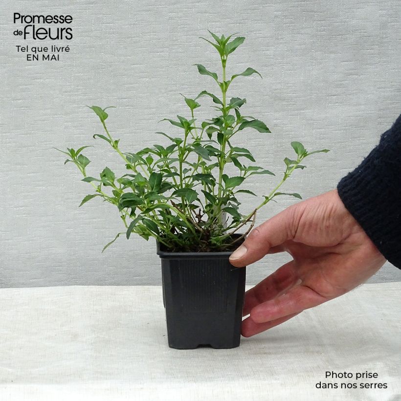 Exemplar von Fuchsia magellanica var. molinae - Scharlach-Fuchsie Kleine Töpfe von 8/9 cm wie im Frühjahr geliefert