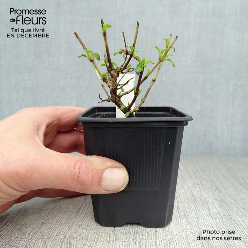 Exemplar von Fuchsia magellanica var. molinae - Scharlach-Fuchsie Kleine Töpfe von 8/9 cm wie im Winter geliefert